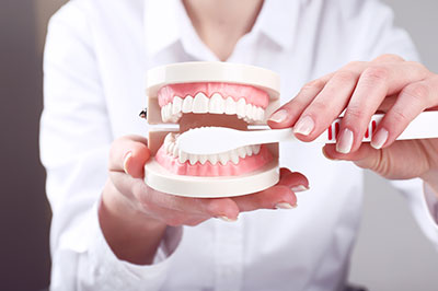 The image shows a person holding a model mouth with teeth inserts, likely for dental education or demonstration purposes.